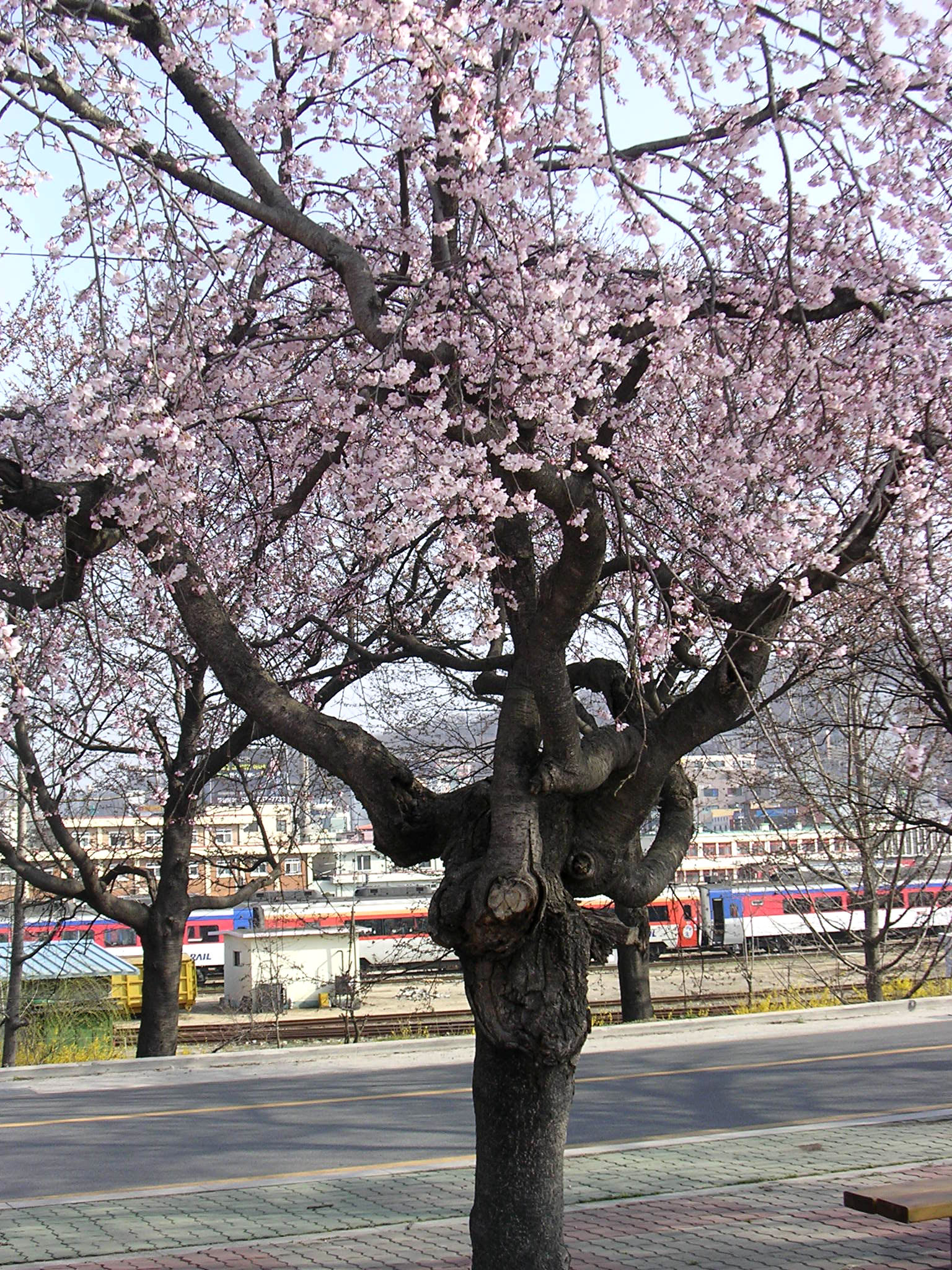 핀다핀다핀다~ 첨부사진